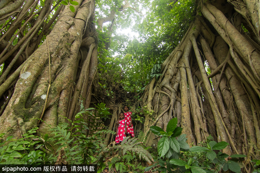 孟加拉500歲“樹怪”根部似森林 現(xiàn)獨(dú)木成林景觀