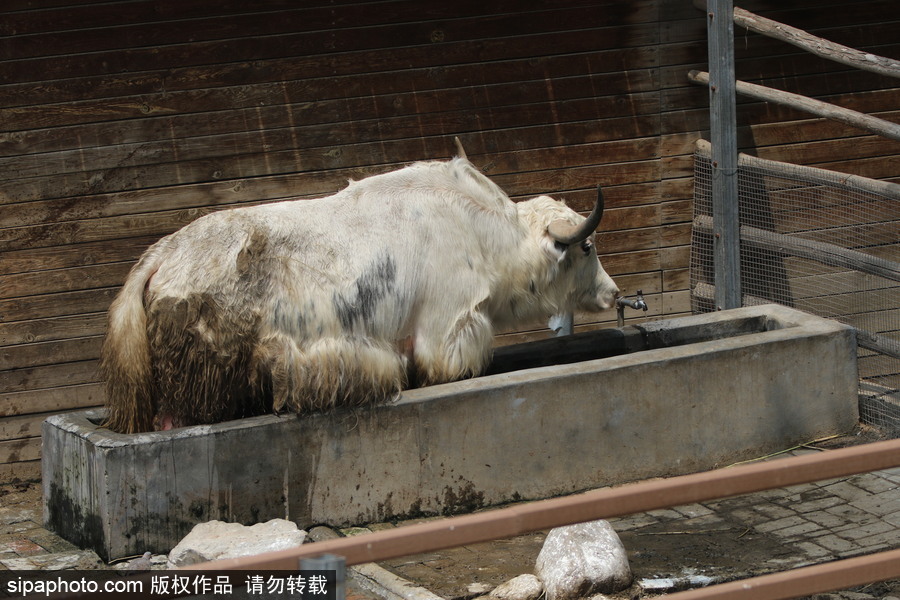 鄭州：動物避暑各出奇招 啃冰泡澡吃瓜無所不能