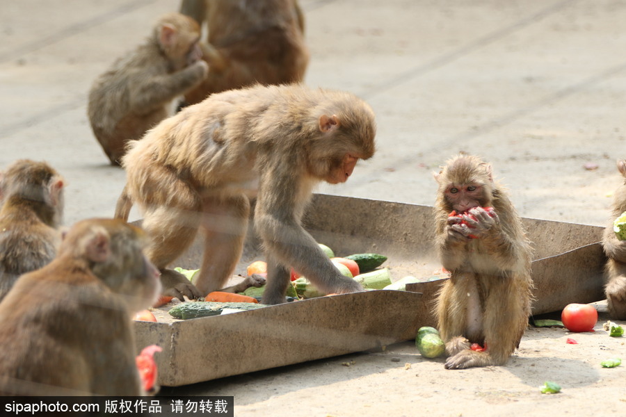 鄭州：動(dòng)物避暑各出奇招 啃冰泡澡吃瓜無所不能