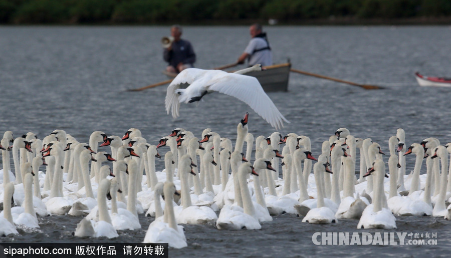 英國：白天鵝大“派對(duì)” 匯聚飼養(yǎng)場場面十分壯觀