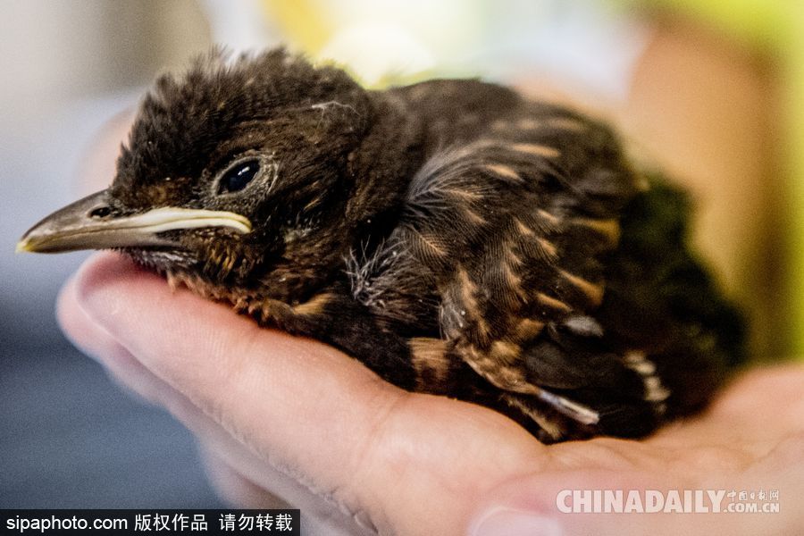 荷蘭：受動物保護(hù)者照顧的“孤兒”小鳥 嗷嗷待哺萌態(tài)十足