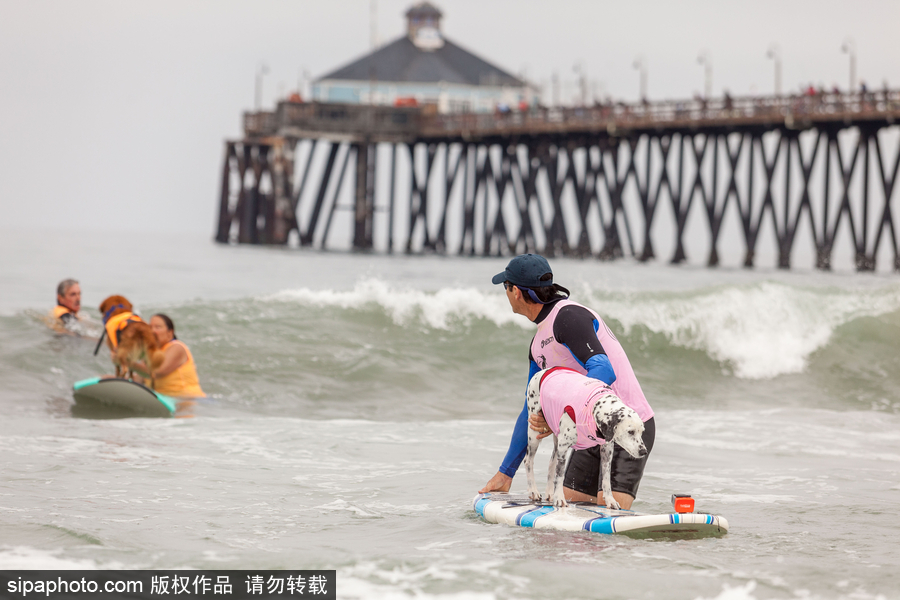 狗狗也沖浪！實拍美國加州小狗沖浪瞬間 妙趣橫生萌態(tài)十足