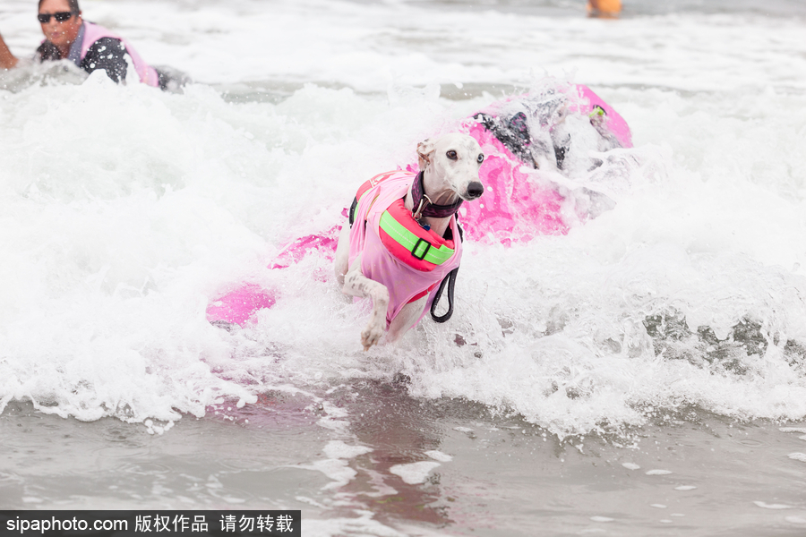 狗狗也沖浪！實拍美國加州小狗沖浪瞬間 妙趣橫生萌態(tài)十足