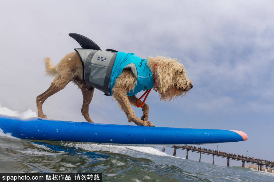 狗狗也沖浪！實拍美國加州小狗沖浪瞬間 妙趣橫生萌態(tài)十足