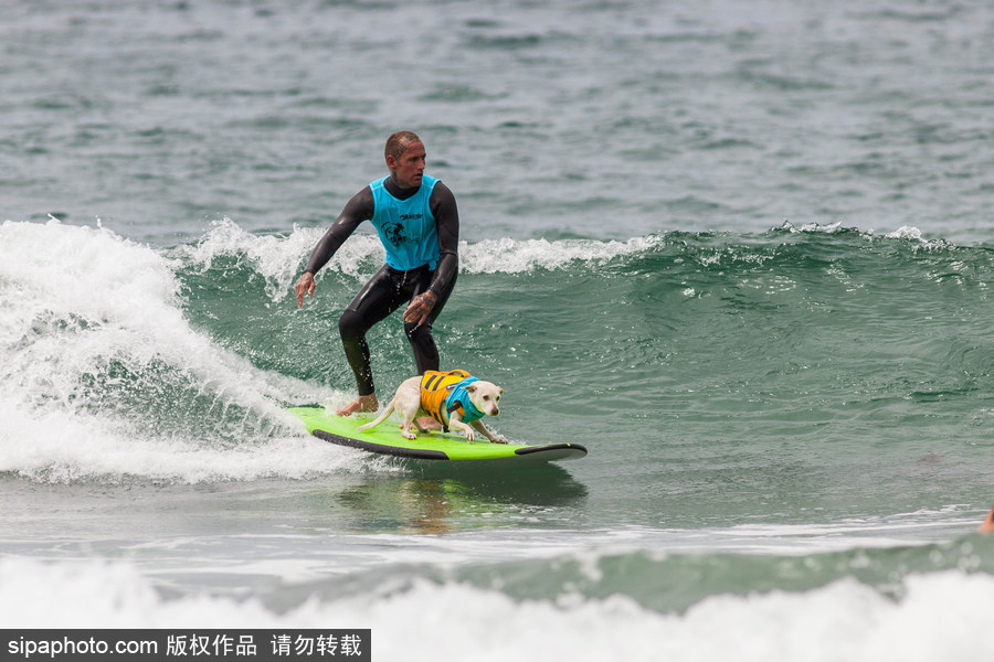 狗狗也沖浪！實拍美國加州小狗沖浪瞬間 妙趣橫生萌態(tài)十足