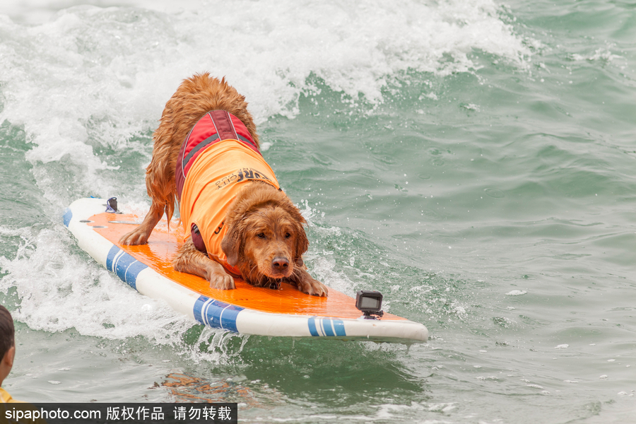 狗狗也沖浪！實(shí)拍美國加州小狗沖浪瞬間 妙趣橫生萌態(tài)十足