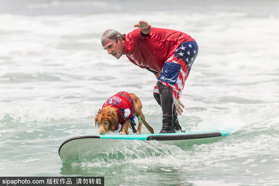 狗狗也沖浪！實(shí)拍美國加州小狗沖浪瞬間 妙趣橫生萌態(tài)十足