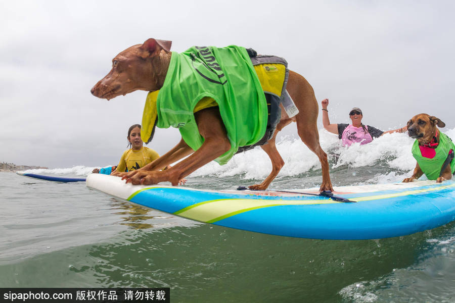 狗狗也沖浪！實(shí)拍美國(guó)加州小狗沖浪瞬間 妙趣橫生萌態(tài)十足