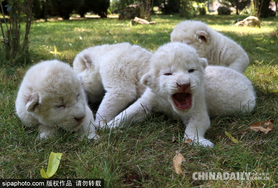 俄羅斯動(dòng)物園里的白獅寶寶 張嘴“怒吼”奶氣十足