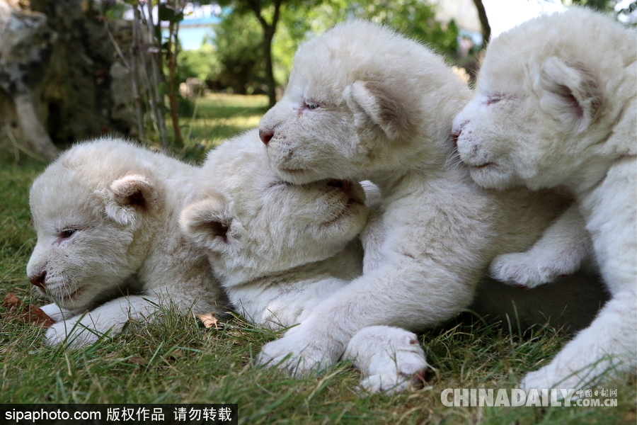 俄羅斯動物園里的白獅寶寶 張嘴“怒吼”奶氣十足