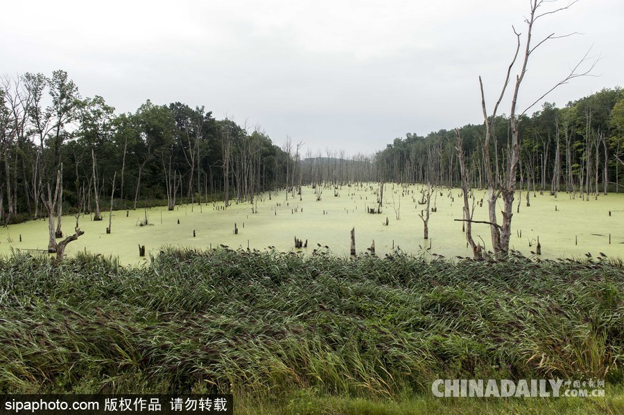 美國(guó)紐堡藍(lán)綠藻類泛濫成災(zāi) 河水散發(fā)惡臭