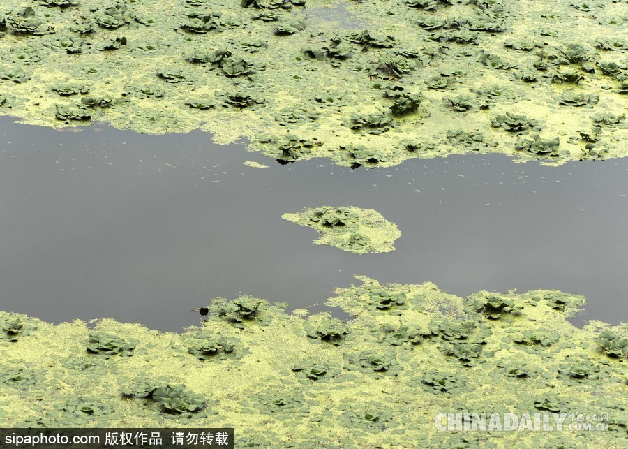 美國紐堡藍綠藻類泛濫成災(zāi) 河水散發(fā)惡臭