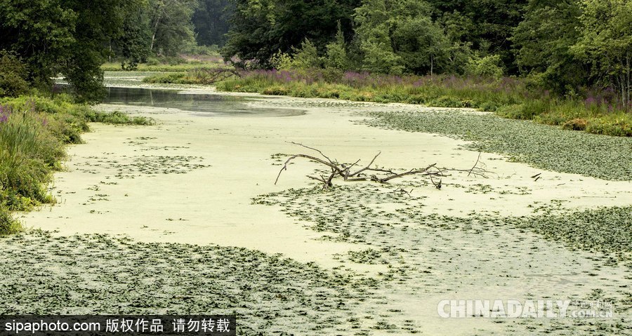 美國紐堡藍(lán)綠藻類泛濫成災(zāi) 河水散發(fā)惡臭