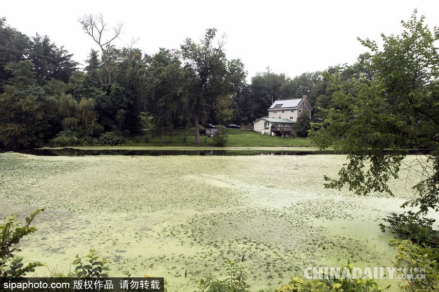 美國紐堡藍綠藻類泛濫成災(zāi) 河水散發(fā)惡臭