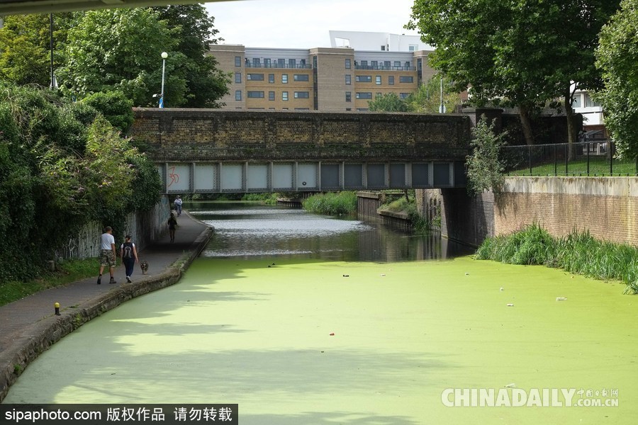 倫敦最古老運(yùn)河 覆蓋厚厚綠藻觸目驚心