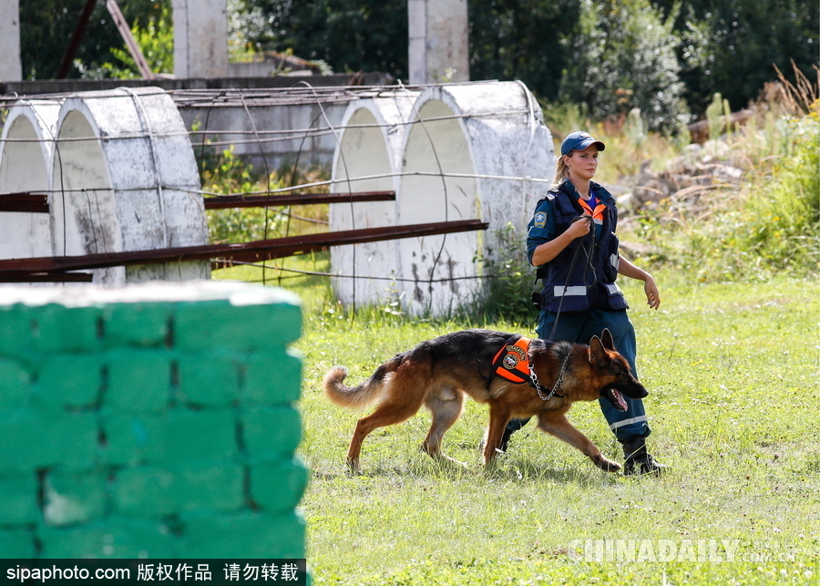 走進(jìn)救援“特種兵”的成長 俄羅斯搜救犬進(jìn)行訓(xùn)練測(cè)試