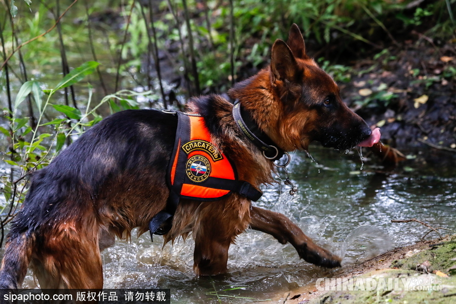 走進(jìn)救援“特種兵”的成長 俄羅斯搜救犬進(jìn)行訓(xùn)練測試