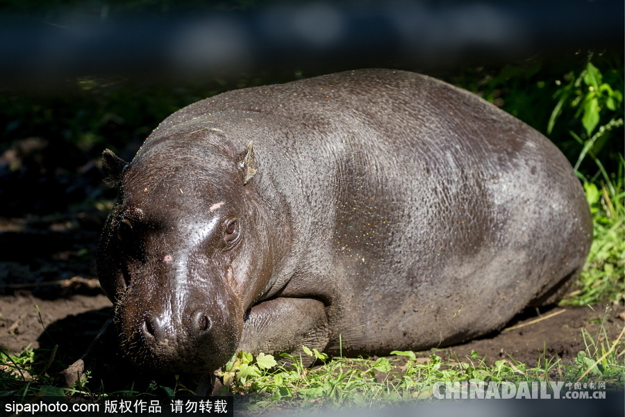 莫斯科動物園里的倭河馬 龐大笨重張嘴顯“霸氣”