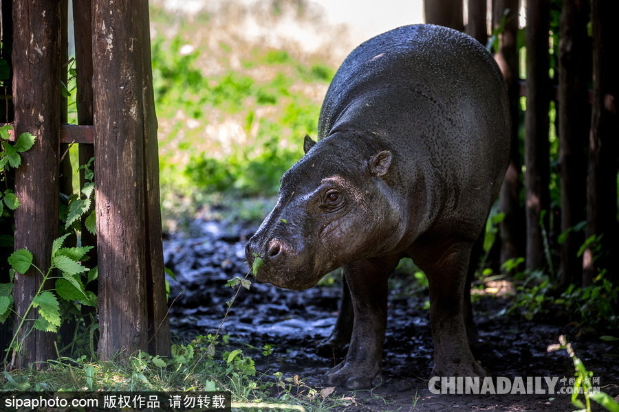 莫斯科動(dòng)物園里的倭河馬 龐大笨重張嘴顯“霸氣”