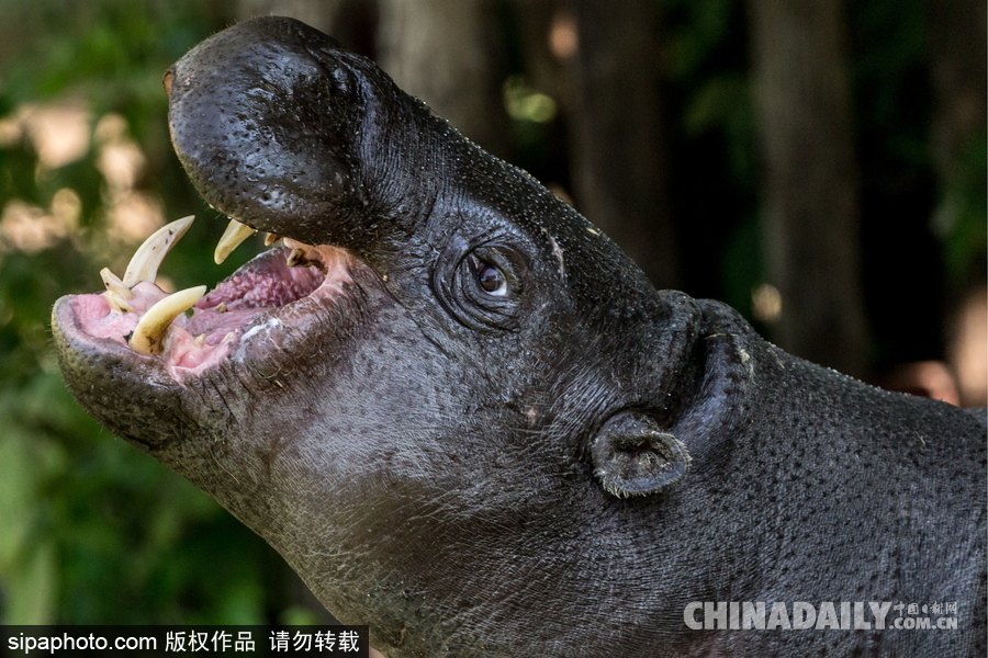 莫斯科動物園里的倭河馬 龐大笨重張嘴顯“霸氣”