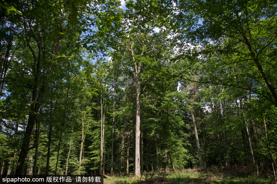 歐洲最后的原始森林——波蘭比亞沃耶扎國(guó)家公園