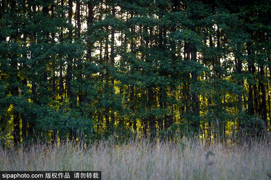 歐洲最后的原始森林——波蘭比亞沃耶扎國家公園