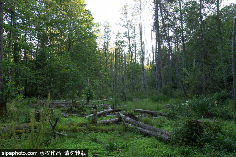 歐洲最后的原始森林——波蘭比亞沃耶扎國(guó)家公園