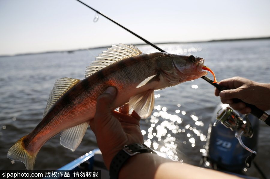 俄羅斯舉行漁船錦標賽 伏爾加河上開展捕魚競技