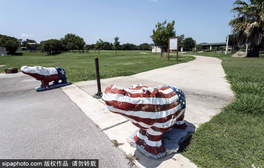 “河馬小鎮(zhèn)”美國(guó)胡托 街頭遍布河馬雕塑