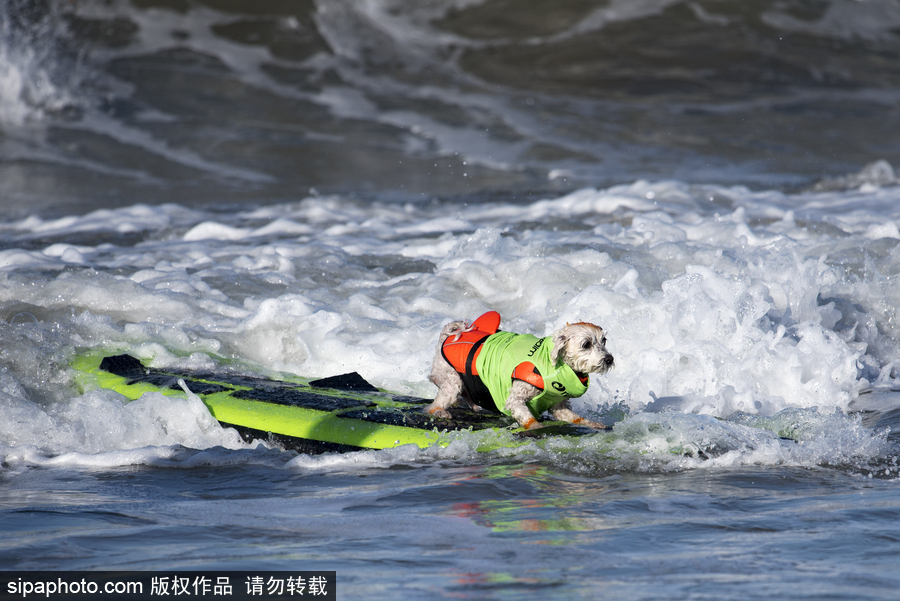 美國加州舉辦狗狗沖浪比賽 汪星人秀水上功夫