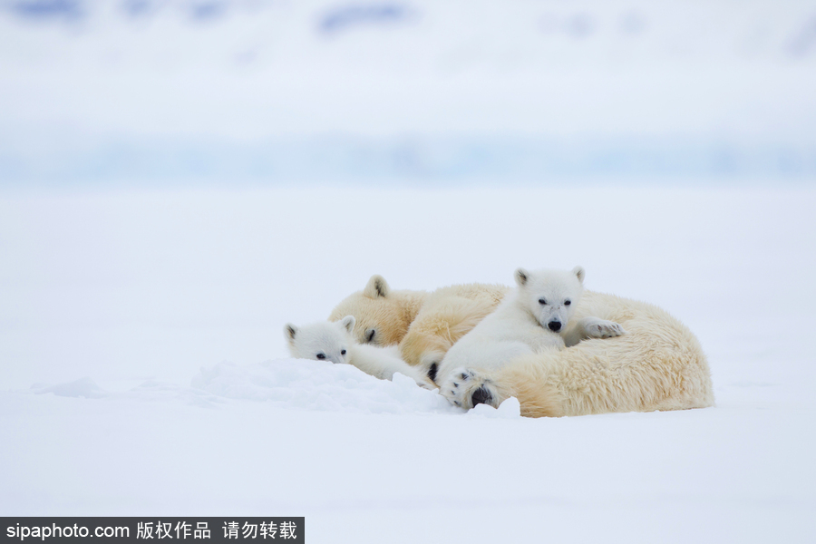 靜謐天地之間 冰天雪地中的北極熊和幼崽