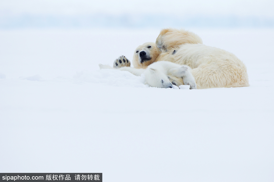 靜謐天地之間 冰天雪地中的北極熊和幼崽