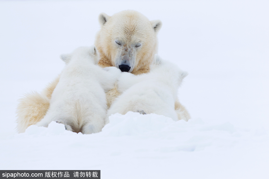 靜謐天地之間 冰天雪地中的北極熊和幼崽