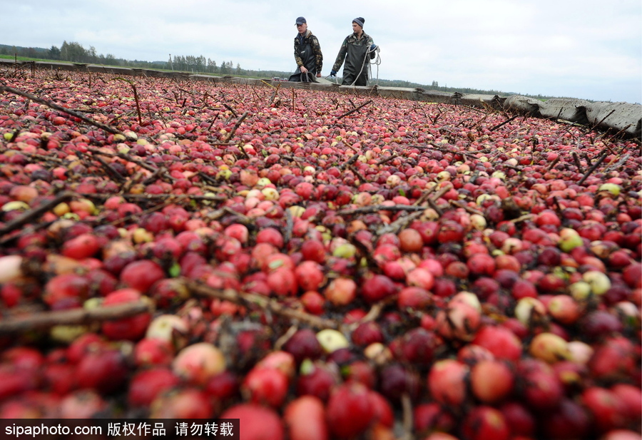 白俄羅斯布列斯特地區(qū)迎蔓越莓收獲季節(jié) 采收工作繁忙盛況空前