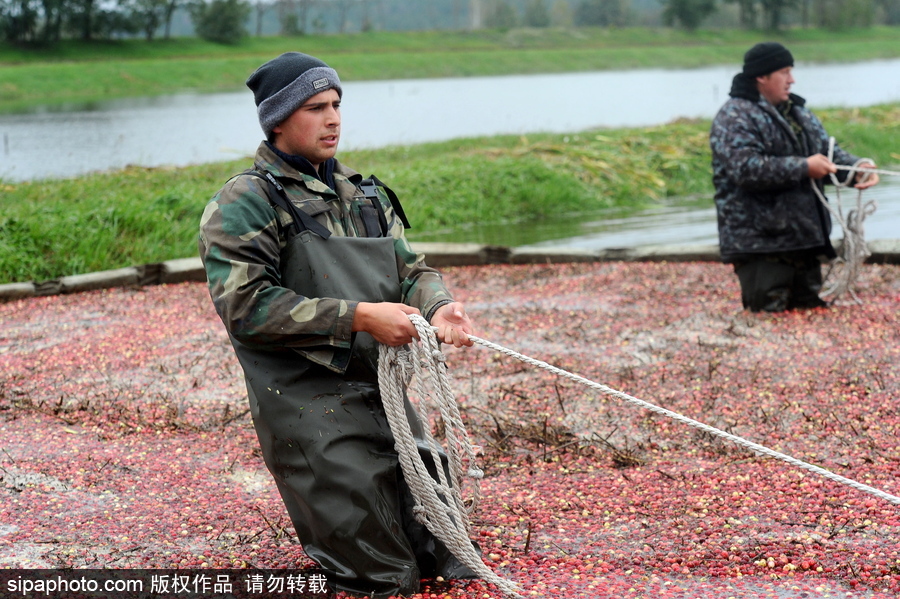 白俄羅斯布列斯特地區(qū)迎蔓越莓收獲季節(jié) 采收工作繁忙盛況空前