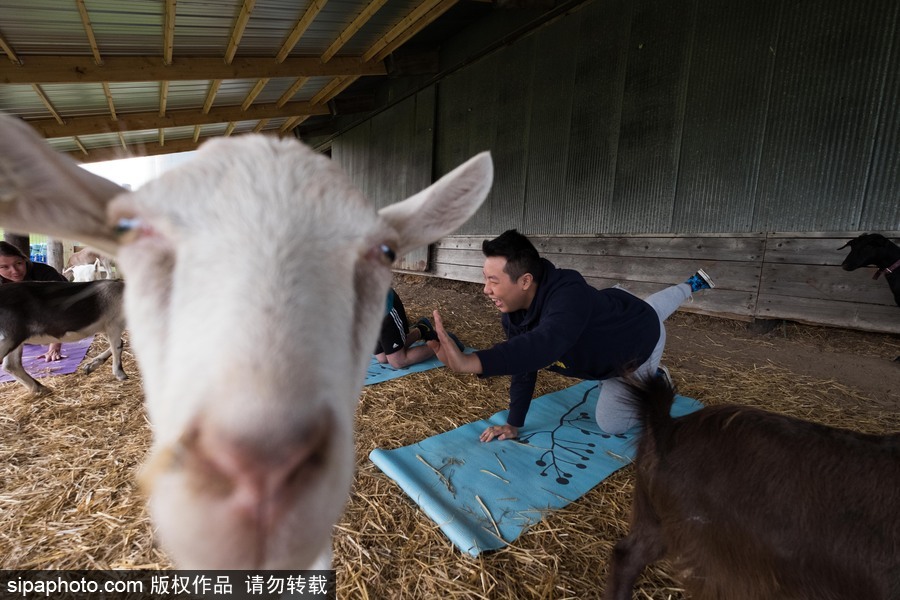 美國興起“山羊瑜伽” 羊在人身上隨意踩