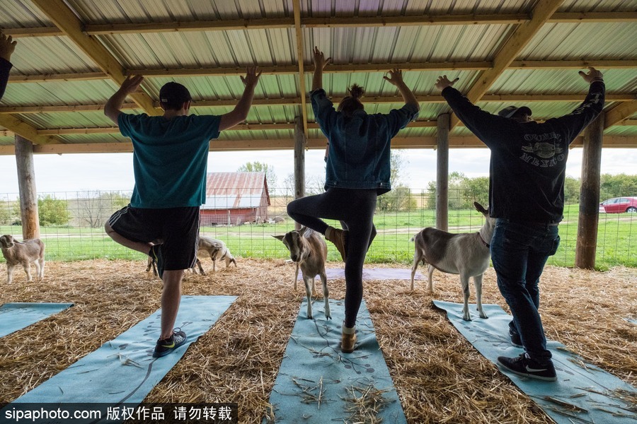 美國(guó)興起“山羊瑜伽” 羊在人身上隨意踩