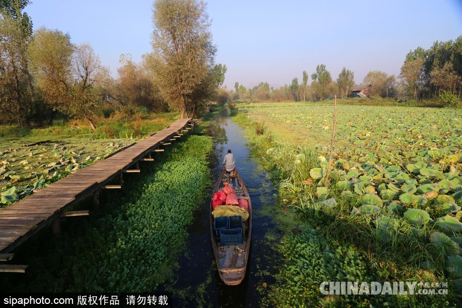 獨(dú)木舟上的生活 走近印度水上蔬菜市場