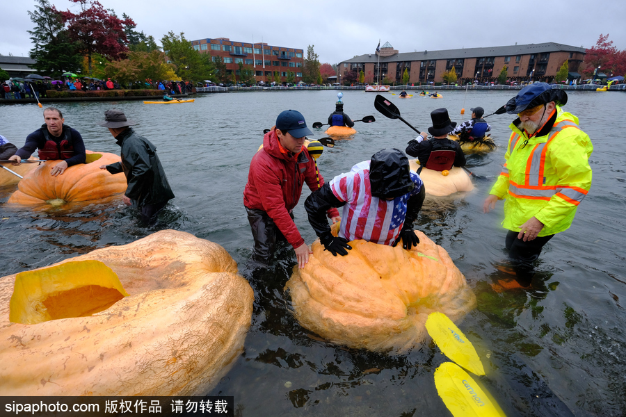 美國(guó)巨型南瓜賽舟會(huì) 選手劃小船趣味十足