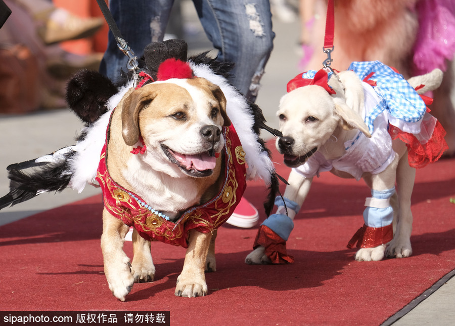 美國(guó)洛杉磯萬圣節(jié)狗狗大游行開啟 汪星人搞怪變裝逗趣十足