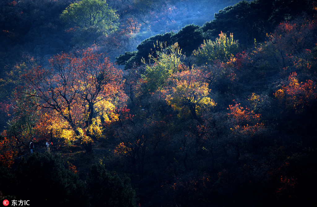 北京香山景區(qū)觀紅葉正好 游客絡(luò)繹不絕