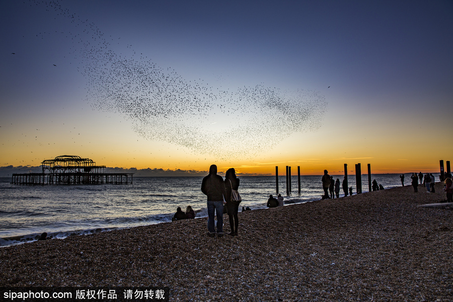 英國(guó)布萊頓：日落飛鳥 成群椋鳥掠過天空