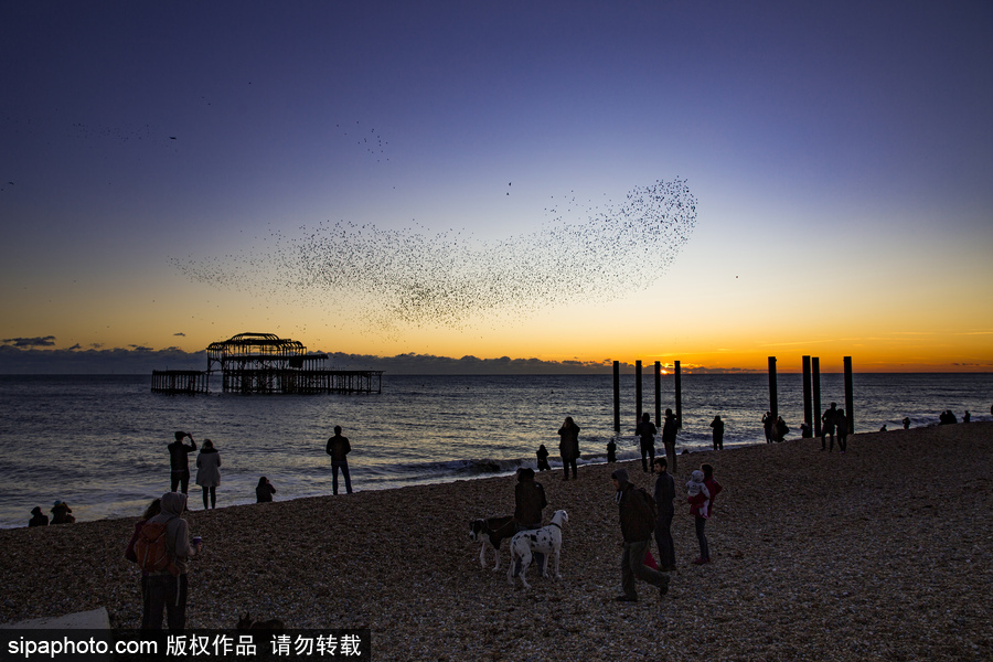 英國布萊頓：日落飛鳥 成群椋鳥掠過天空