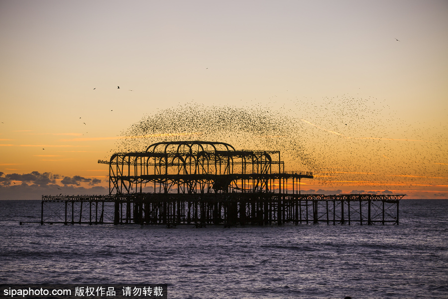 英國(guó)布萊頓：日落飛鳥(niǎo) 成群椋鳥(niǎo)掠過(guò)天空