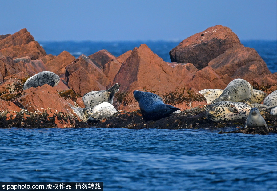 俄羅斯彼得大帝灣的海豹 岸邊休息模樣懶洋洋