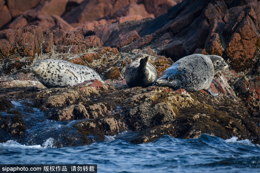 俄羅斯彼得大帝灣的海豹 岸邊休息模樣懶洋洋