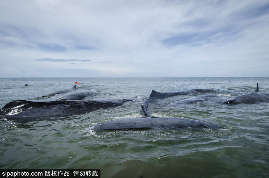 9條鯨魚集體擱淺印尼海灘 民眾合力送回海中