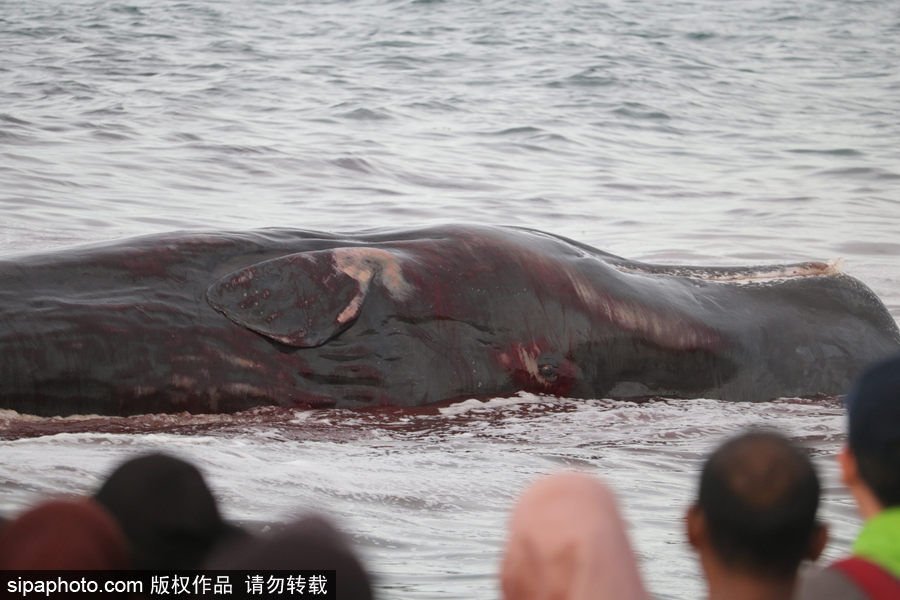 9條鯨魚集體擱淺印尼海灘 民眾合力送回海中