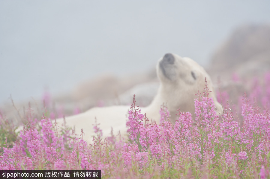 純凈的北方國度 加拿大冬日風光