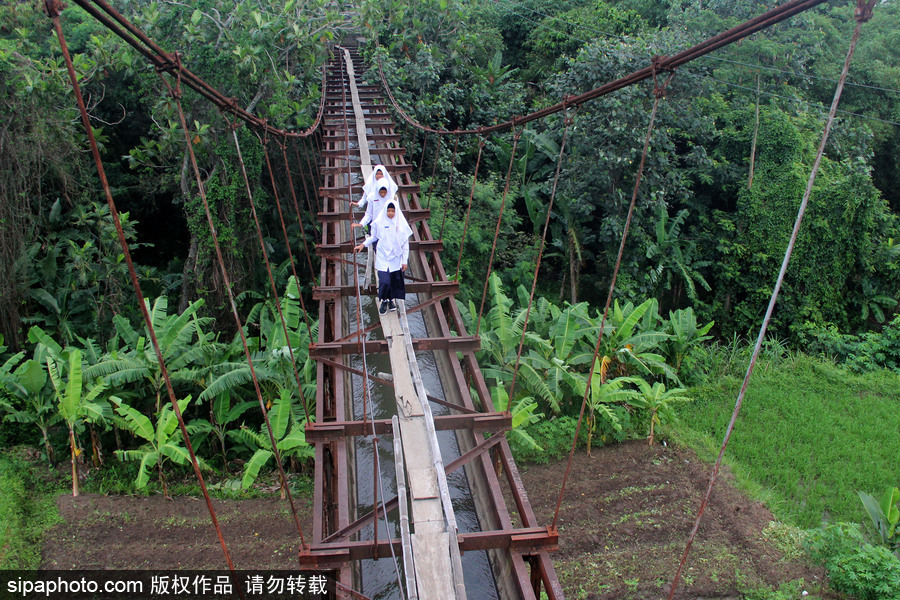 印尼學(xué)生驚險(xiǎn)上學(xué)路 超窄木板吊橋穿叢林